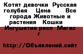 Котят девочки “Русская голубая“ › Цена ­ 0 - Все города Животные и растения » Кошки   . Ингушетия респ.,Магас г.